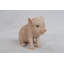 Statue porc de bébé assis-16443396