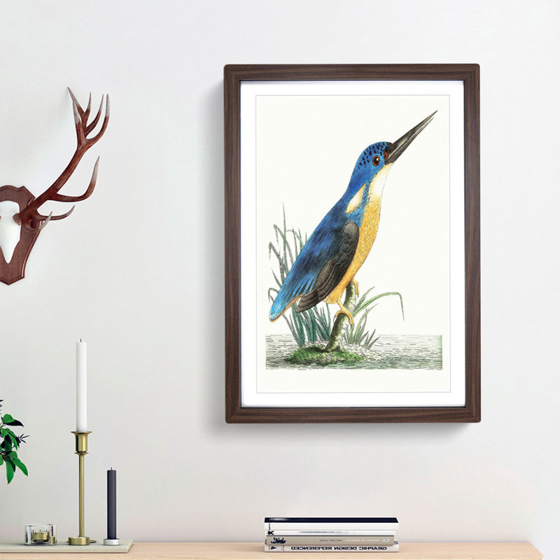 Tridigitated Kingfisher by George Shaw - Framed Print, 48cm H x 36cm W x 2cm D, Walnut Framed