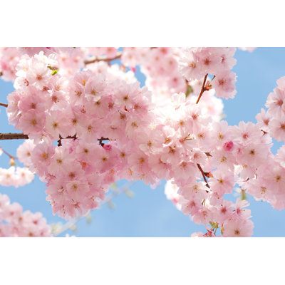 " Japanese Flowering Cherry " by Hfoxfoto