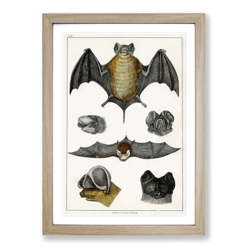 Various Bats XIII by Oliver Goldsmith - Picture Frame Painting Print, Oak Framed, 27cm H x 36cm W x 2cm D