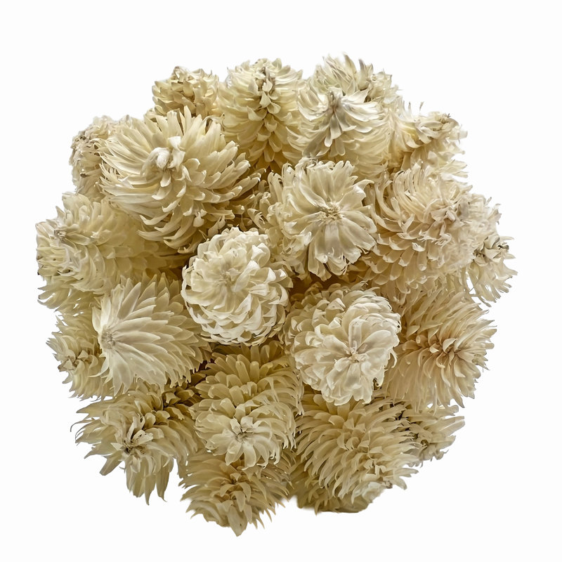 Jayceon Box of 4 Preserved Decorative Pinecone Orbs – Matte White