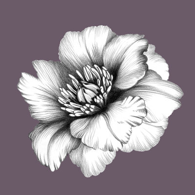 Dessin au crayon - reproduction sur toile tendue