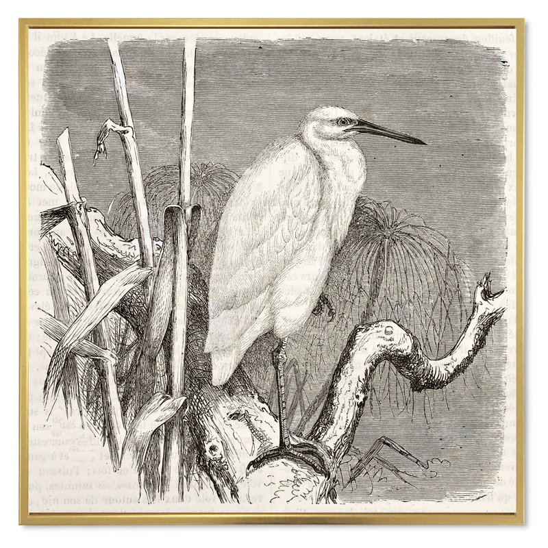 Petit oiseau aigrette - reproduction de dessin sur toile, Encadrement doré, H 16 po x l 16 po x P 1 po