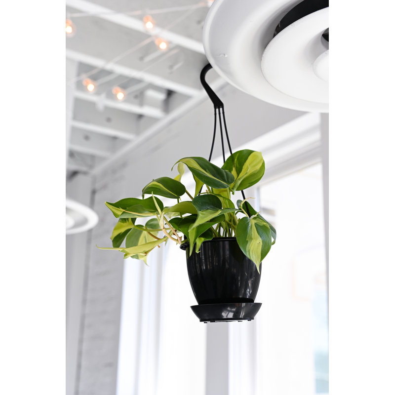 Brazil Philodendron 4'' Indoor Hanging Plant in Black Pot