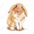 Lop-rabbit - 32"x32" art on canvas