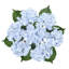 Tige d'hortensia de luxe Cragmont-715876242