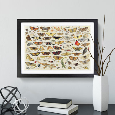 Butterflies and Insects Vol.1 by Jan Van Kessel - Framed Print