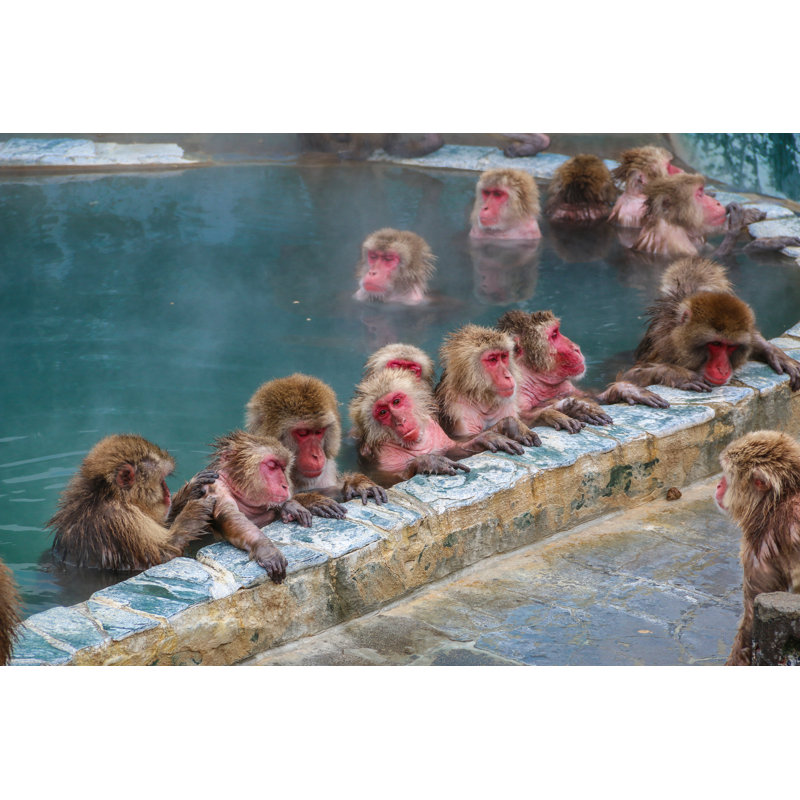 Snow Monkeys (Japanese Macaque) Relaxing In A Hot Spring Pool (Onsen), Hakodate, Japan - Wrapped Canvas Print