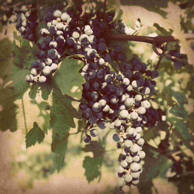 Vignes de raisin rétro IV