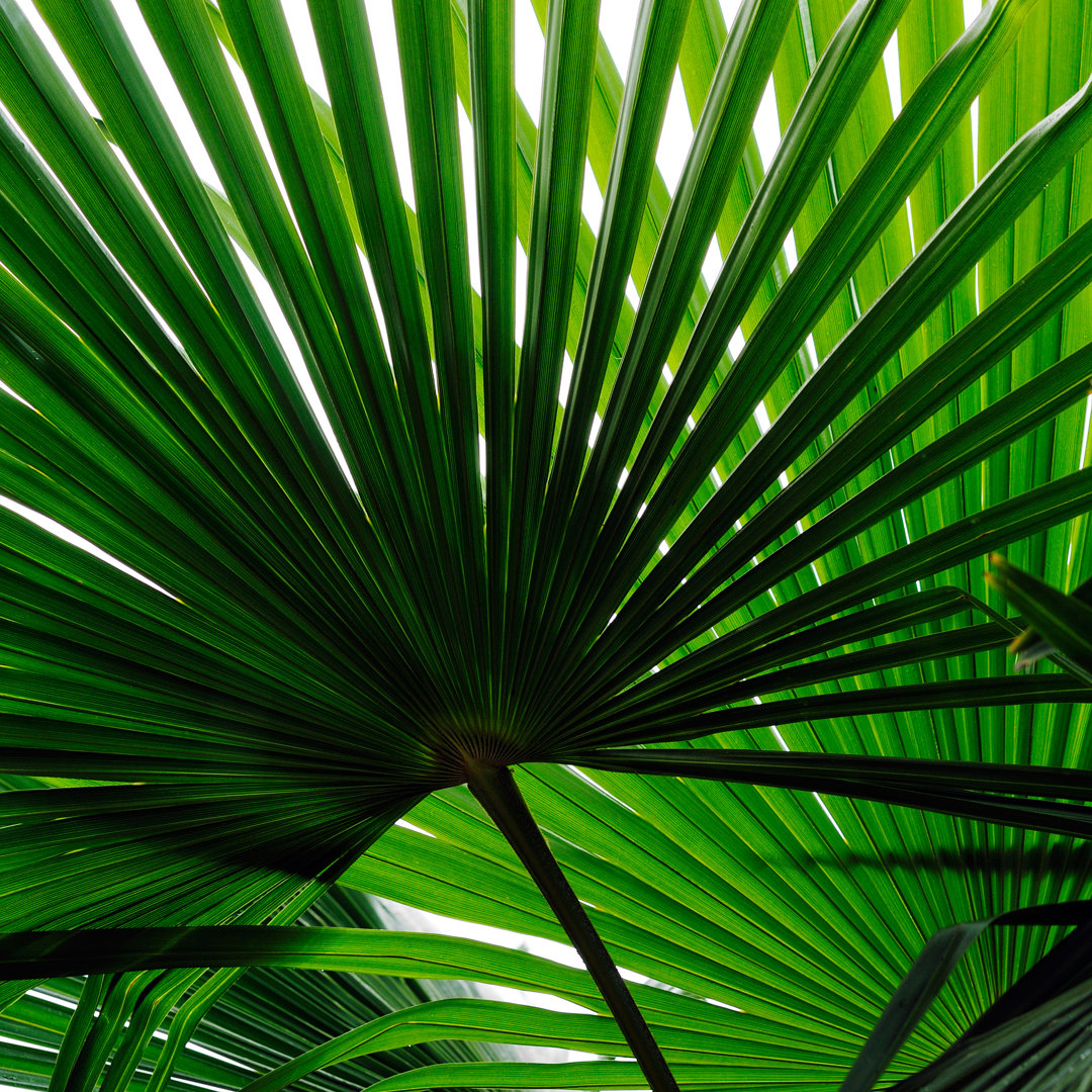 Palm Leaves von Pixonaut - Kunstdrucke auf Leinwand