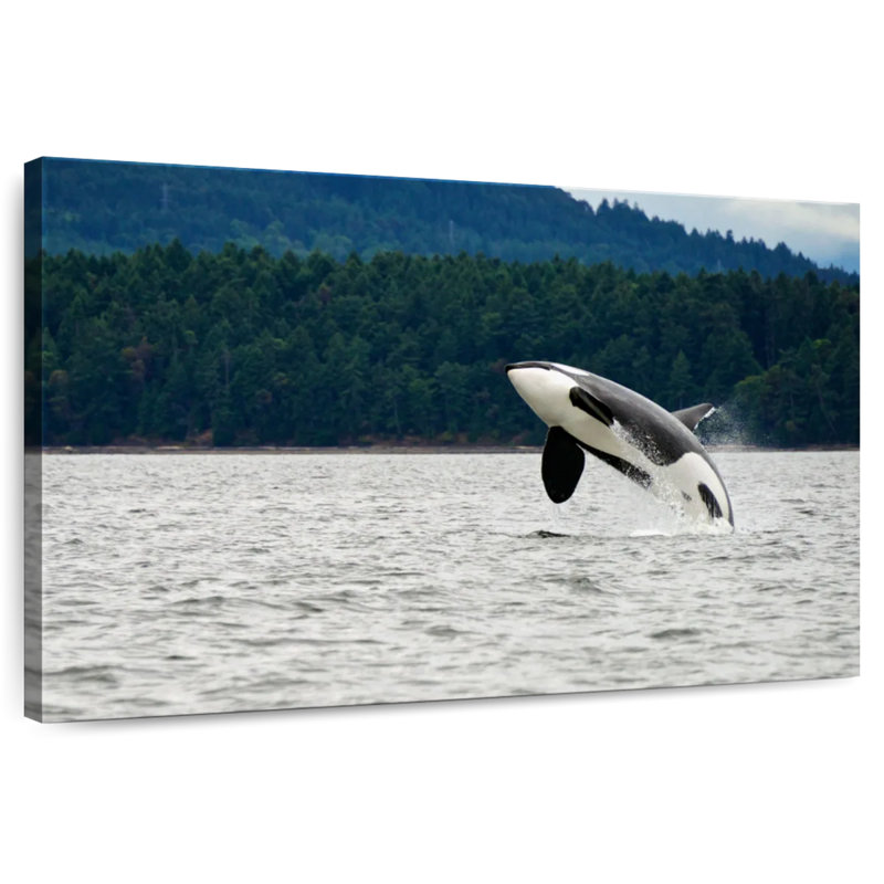 Crowle Orca Jumping, 30" H x 45" W