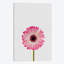 «Daisy», impression sur toile-29679850-74402842-74402848