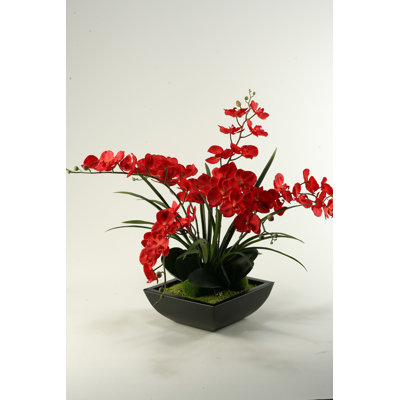 Orchid Arrangement in Planter