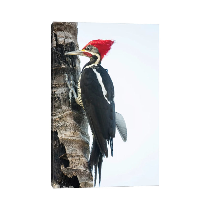 Male Lineated Woodpecker Clinging To ATree Trunk, Pantanal Conservation Area, Brazil by Janet Horton - Wrapped Canvas Print