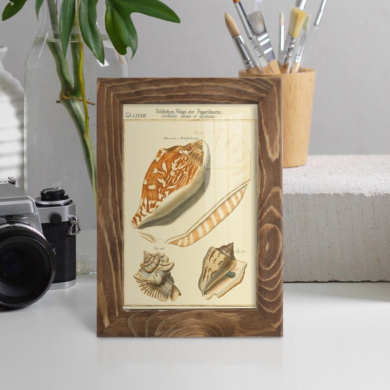 Coquilles de martini antique III sur papier, H 6 po x l 4 po x P 1 po, Noyer