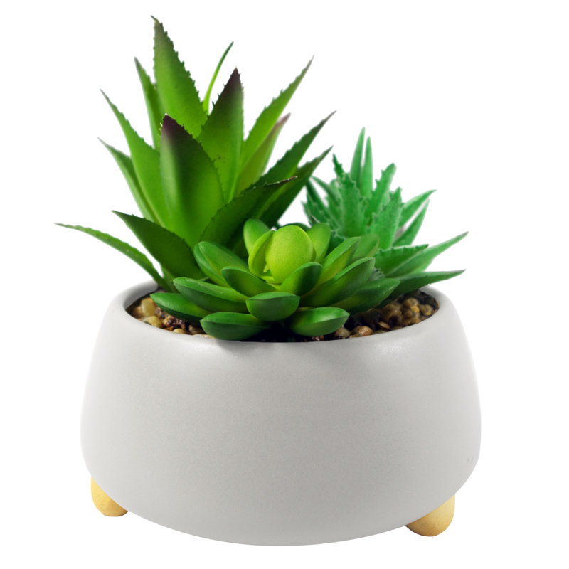 Annistin 12cm Plant, White