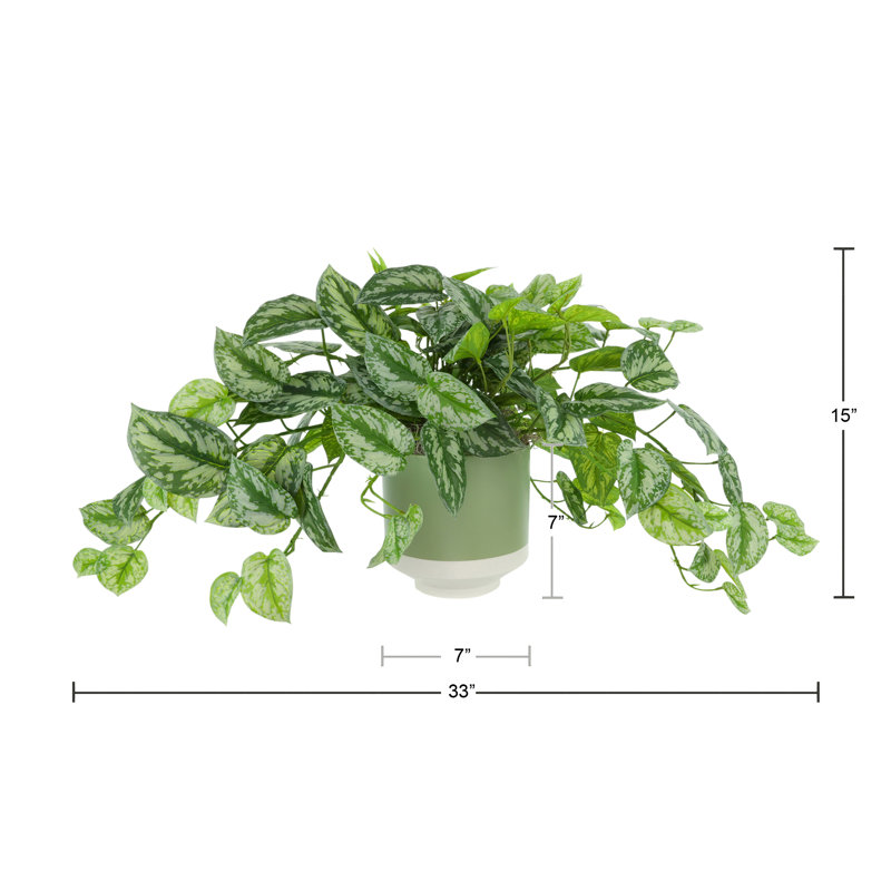 Scindapsus Plant in Ceramic Pot