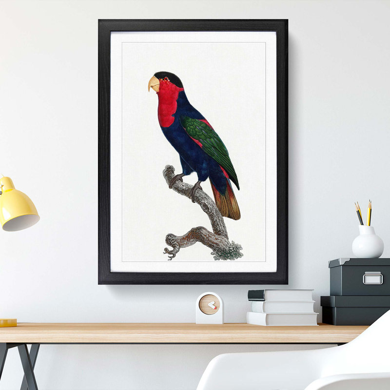 Black-Capped Lory by F. Levaillant - Picture Frame Art Print, Black Framed, 48cm H x 36cm W x 2cm D