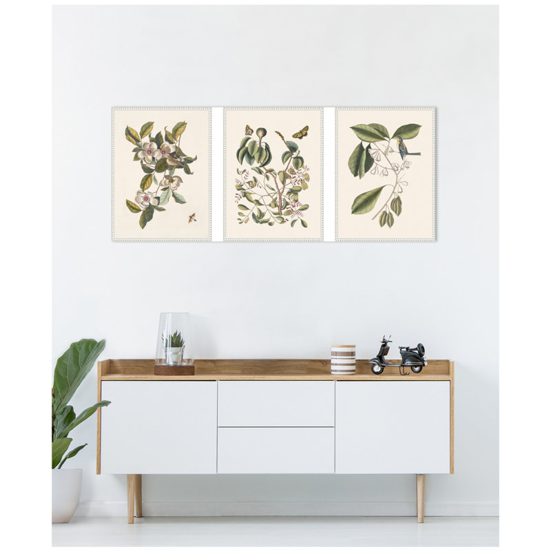 "1754 Mark Catesby Botanicals and Avian Study", ensemble de 3 toiles encadrées par Nostalgia
