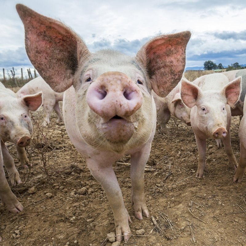 Pig Head - Wrapped Canvas Print, 76cm H x 76cm W x 3.8cm D