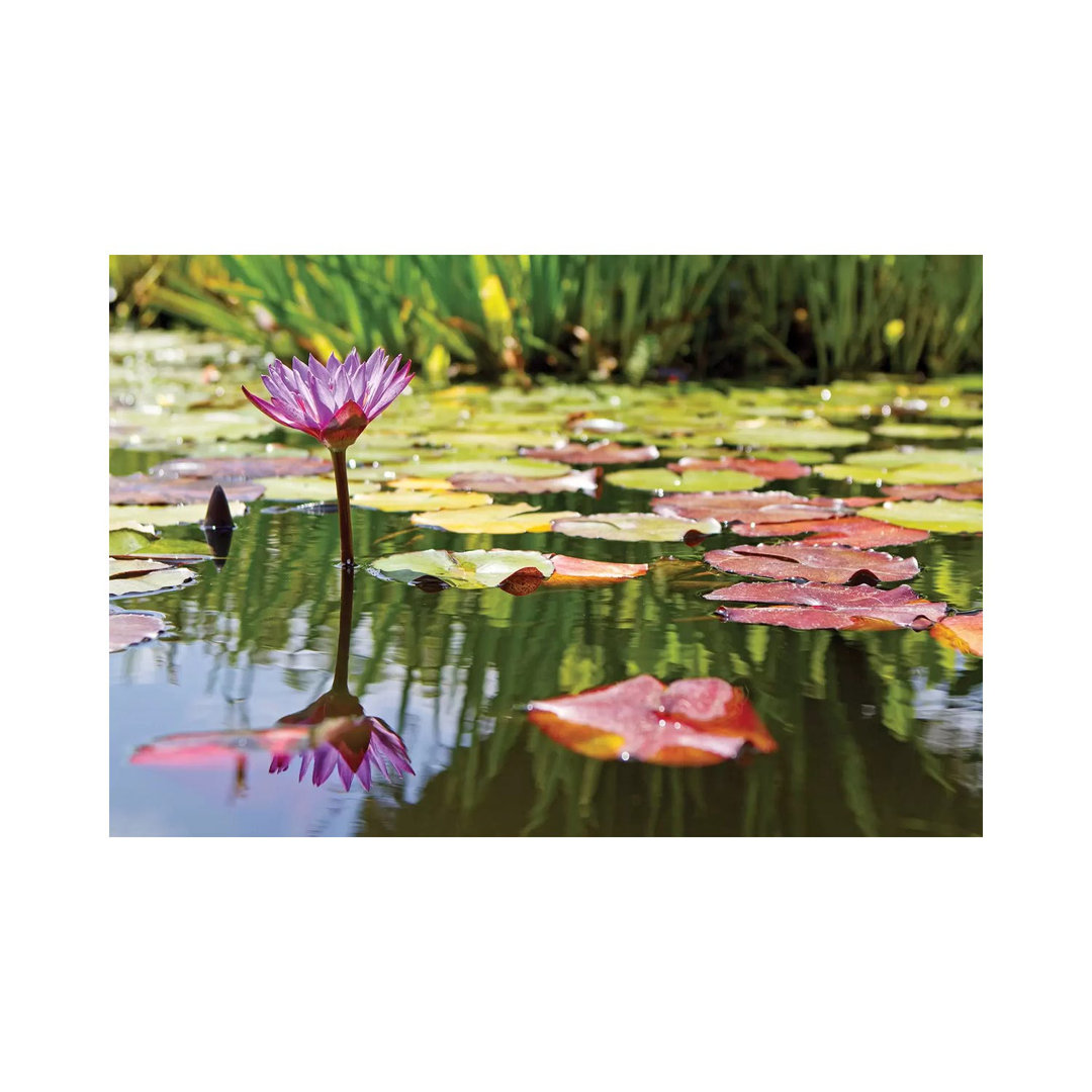 Purple Water Lily by Susan Schmitz - Wrapped Canvas Gallery-Wrapped Canvas Giclée