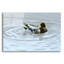 «Preening» par Ron Parker, art mural en verre acrylique-101651404