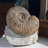 Fossil Ammonite in Matrix - Morocco