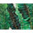 Exotic Plant Leaf Braided Polyester Placemats - Set of 4