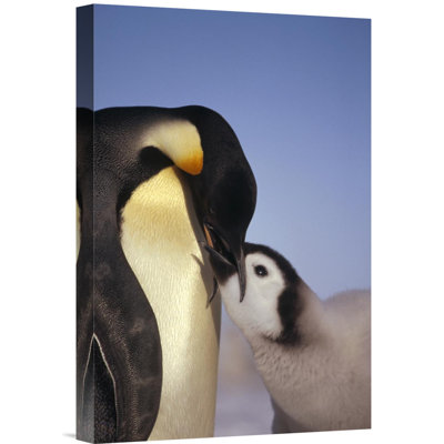 " Emperor Penguin Parent Feeding Chick, Riiser-Larsen Ice Shelf, Antarctica "