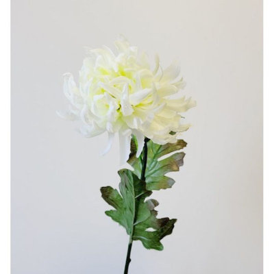 Tige de chrysanthème