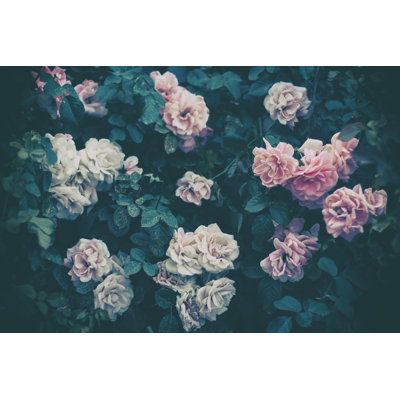 Roses Wall by Draganab