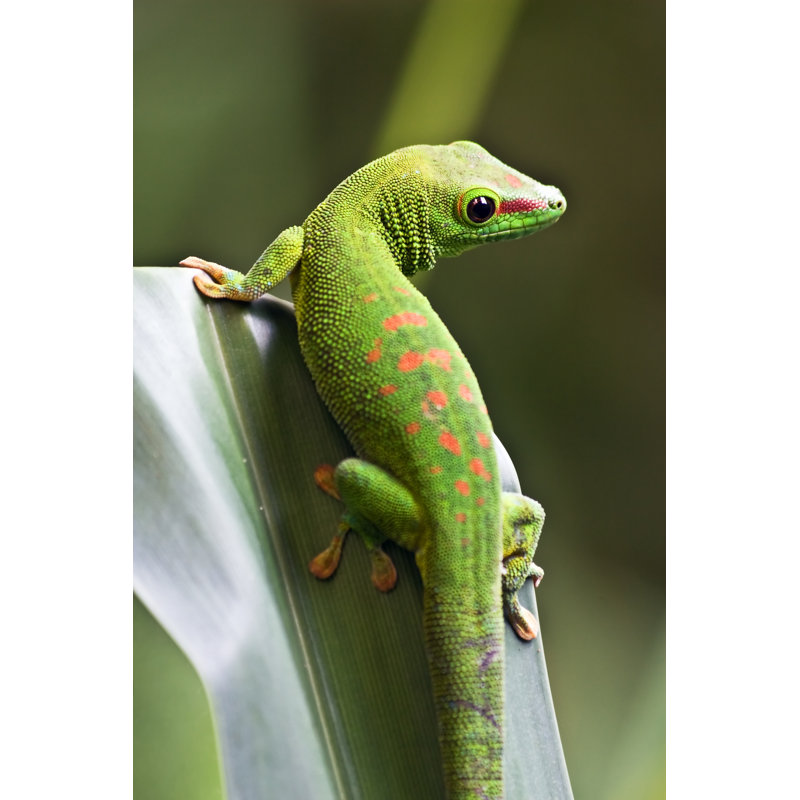 Gecko vert sur toile Angellyn, H 18 po x l 12 po x P 1,25 po