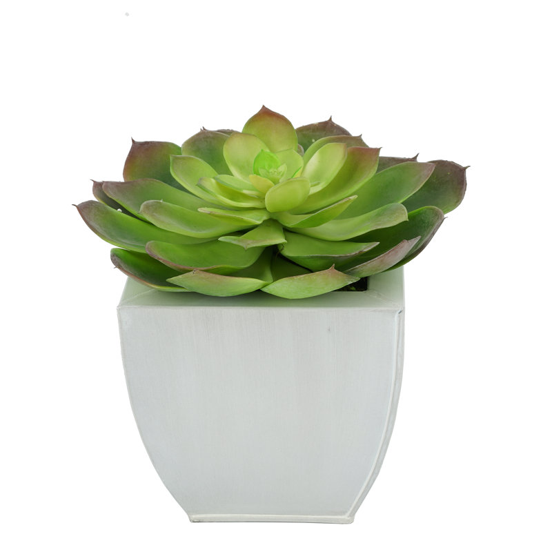Succulent artificiel 2" en pot, Crème