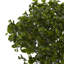 Peperomia Plant UV Resistant (Indoor/Outdoor)-284162734