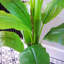 180cm Faux Banana Tree in Metal Pot-113668063