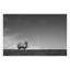 Solo Sheep Giclee Print by Soicher Marin Archives