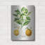 «Vintage Citrus Fruit Study B» par Jean Plout, art mural en métal-89526318