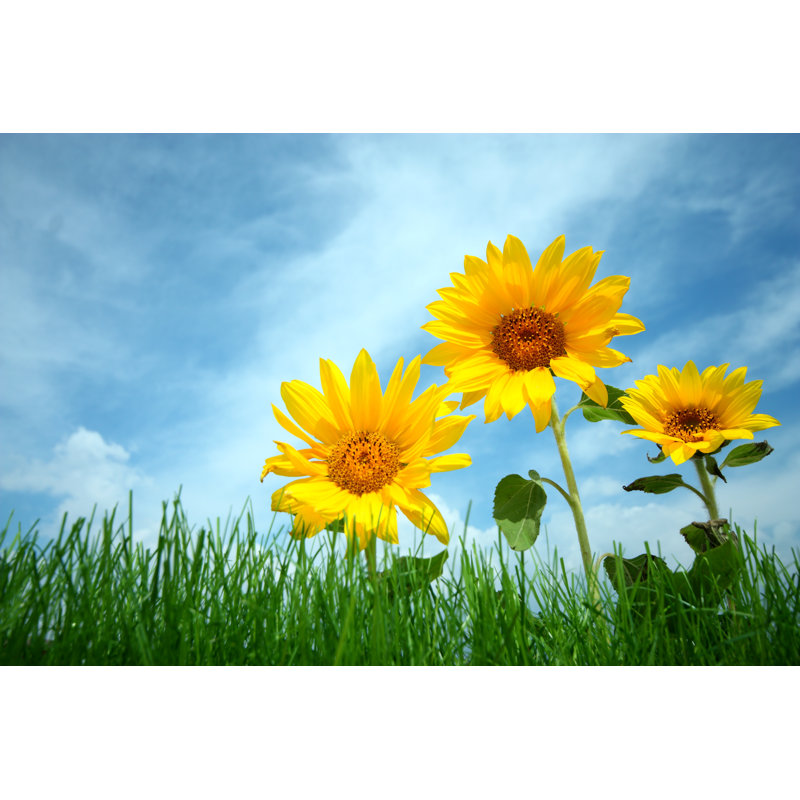 Sunflower by Aydinmutlu, 24" H x 36" W