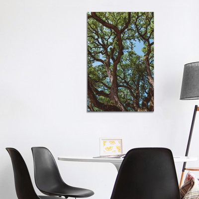 " Texas Cottonwoods " by Bethany Young
