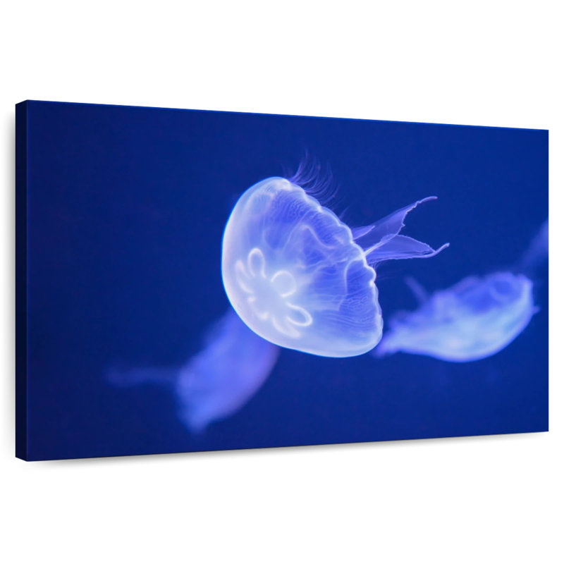 Crowle Sea Moon Jellyfish, H 26 po x l 39 po