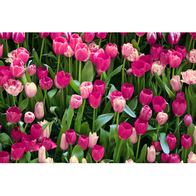 Tulips Beauty - Wrapped Canvas Print