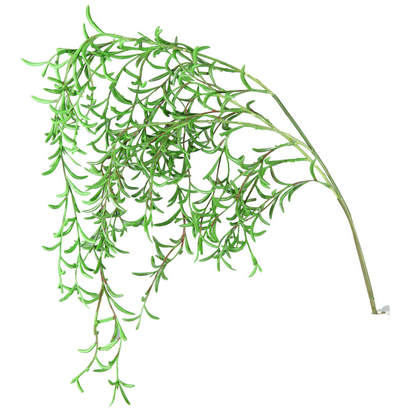 Plante à pulvérisation