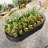 Raised Garden Bed Outdoor-937490904