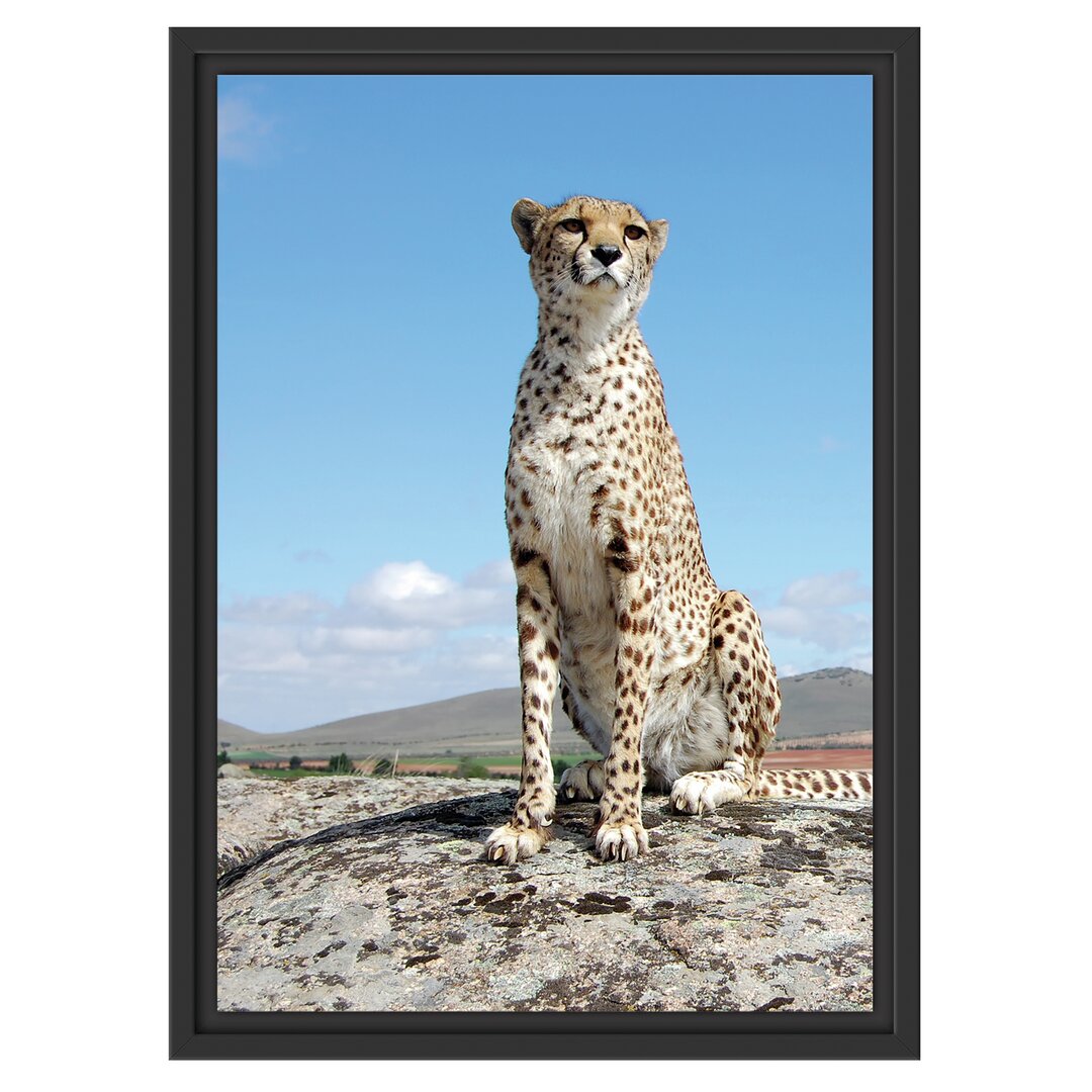 Gerahmtes Wandbild Wachsamer Gepard