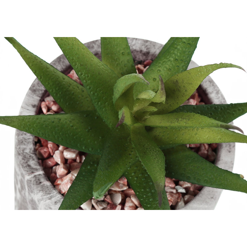 Plante succulente en pot de ciment 7 po Mccabe