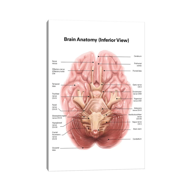 «Anatomy of Human Brain, Inferior View» par Alan Gesek - impression sur toile tendue, H 40 po x l 26 po x P 1,5 po