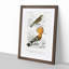 Bird Illustrations PL. 51 by Charles D' Orbigny - Single Picture Frame Painting-55457212-55457213