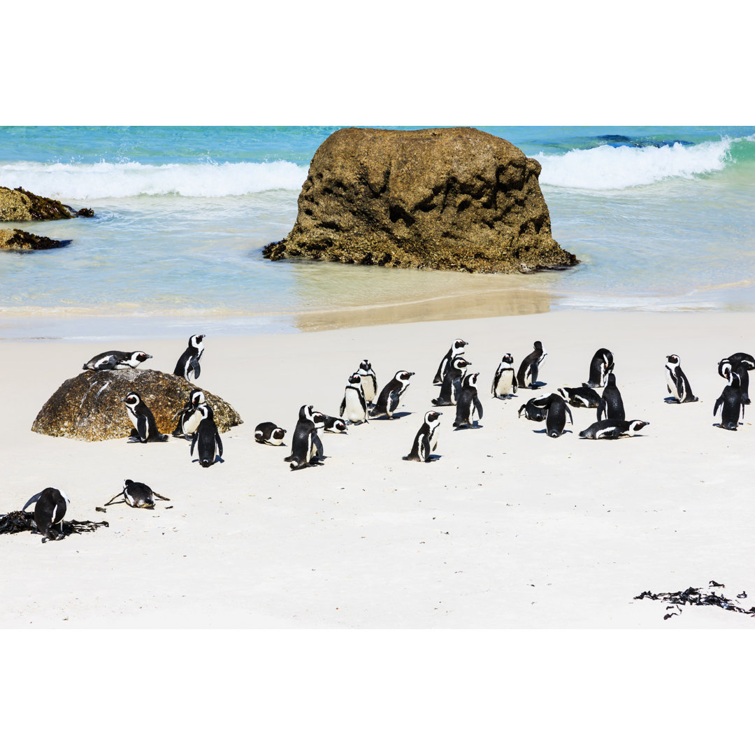 Afrikanische Pinguine Felsen Strand von Mlenny - Leinwandbild