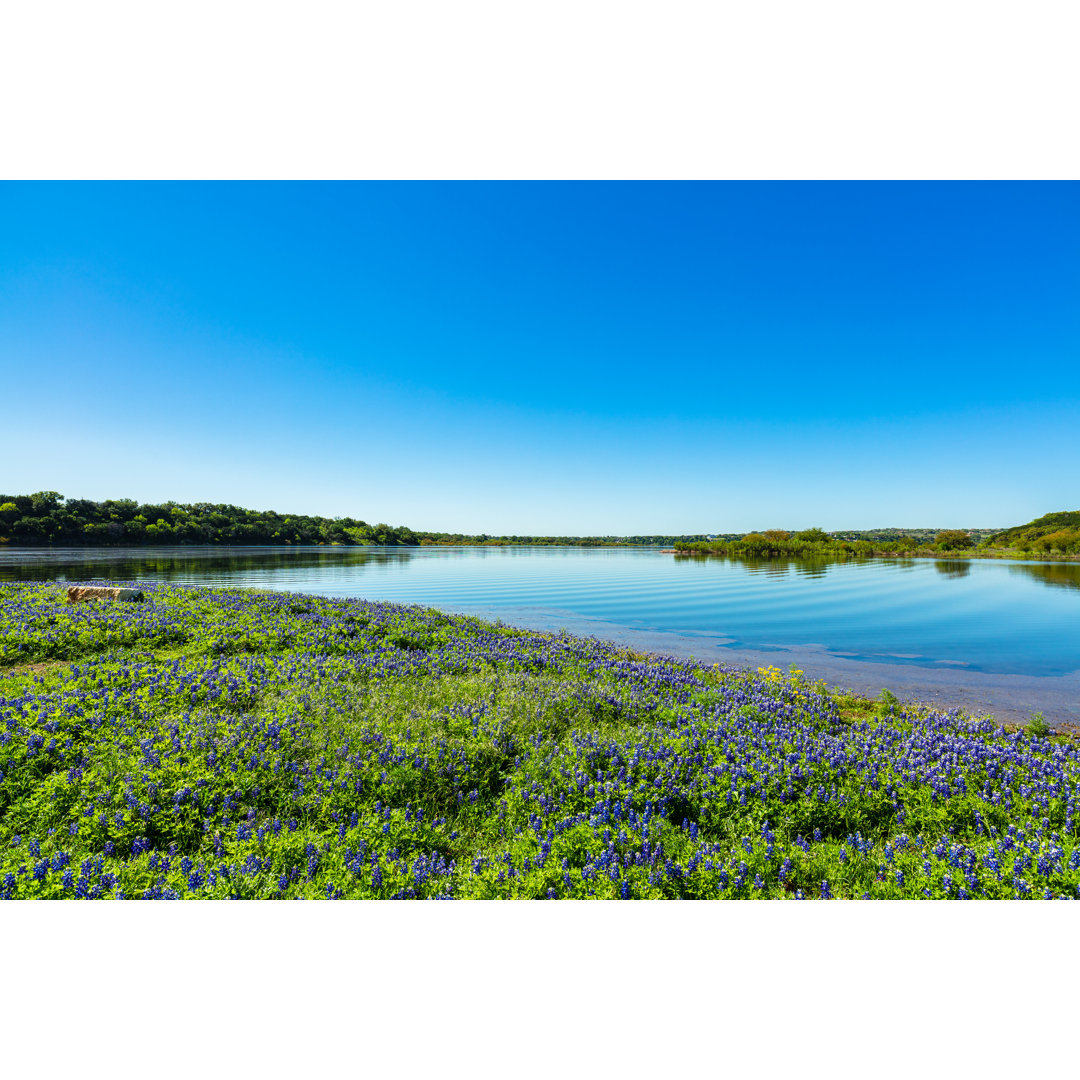 Bluebonnets von RAUL RODRIGUEZ - Druck