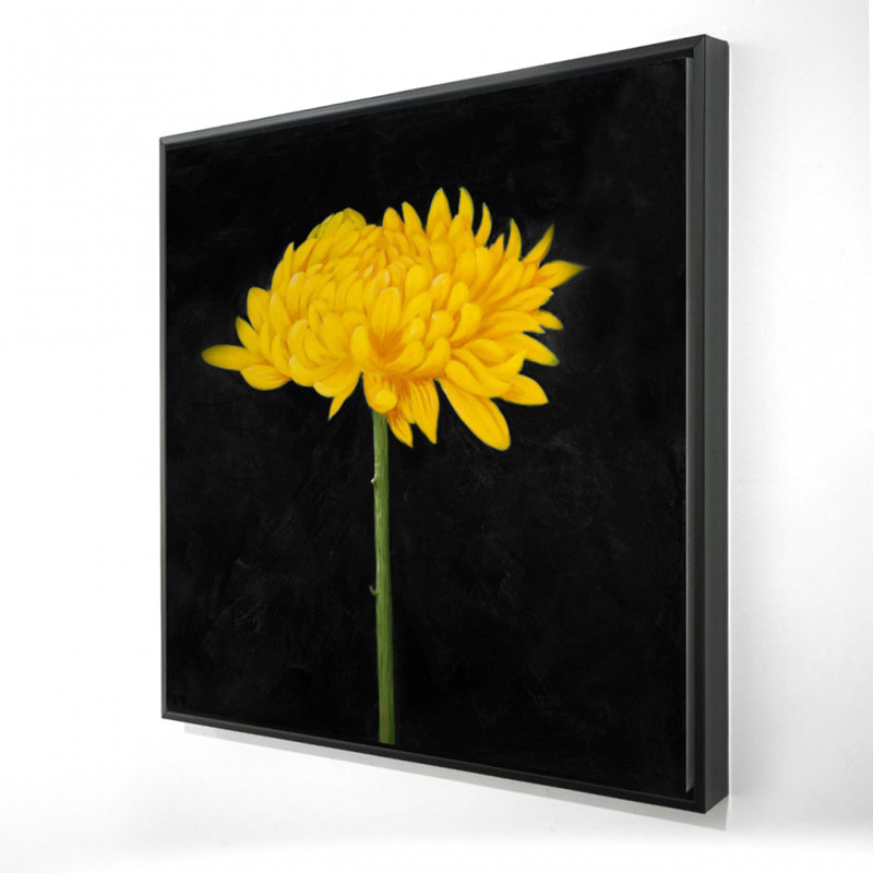 " Chrysanthemum "